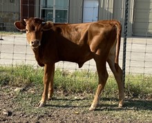 TWIN HEIFER CALF 1