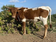 BULL CALF 2