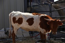 HEIFER CALF 1