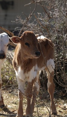 JamBox x Wilma Bull Calf