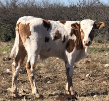 BULL CALF