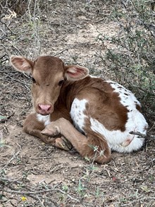 Diamond Heifer