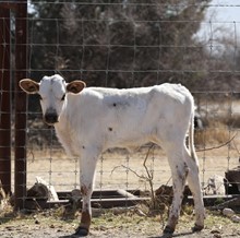 JamBox x Blue April Heifer Calf