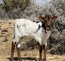 Jambox x Sweet Chex Heifer