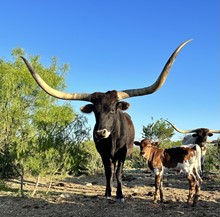 Wilma Heifer Calf